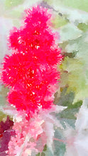 Load image into Gallery viewer, Colourful burst of reds and pinks in a single bloom flower. Edges appear spiky with green tones in the background. 
